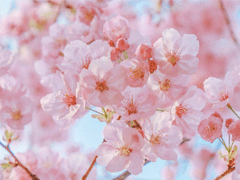 春天桃花盛开的说说带图片 赏花晒花的朋友圈文案