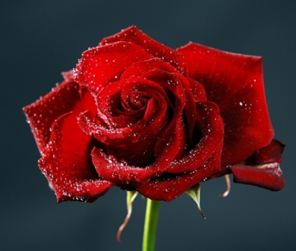 丧丧的跟玫瑰有关的文案 关于玫瑰的有点伤感的句子1