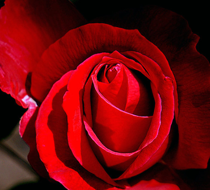 丧丧的跟玫瑰有关的文案 关于玫瑰的有点伤感的句子2