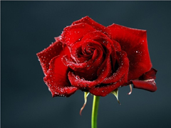 丧丧的跟玫瑰有关的文案 关于玫瑰的有点伤感的句子