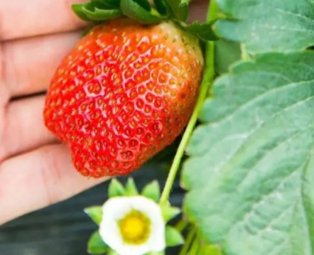 去果園摘草莓很開心的說說 天氣好摘草莓的開心句子2